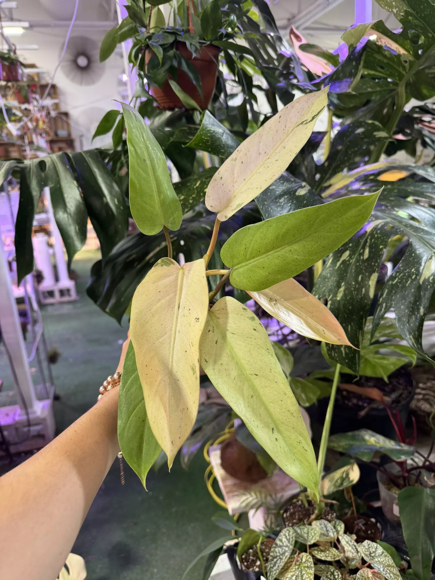 plant/Philodendron whippe way 4”-0