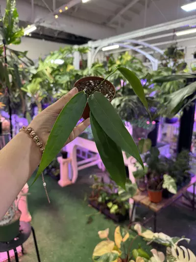 plant/Anthurium wendligeri 3”-0-thumbnail