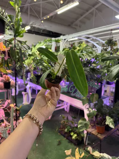 plant/Anthurium Warecqueanum 3”-0-thumbnail