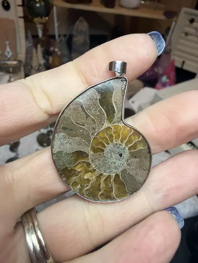 plant/ammonite -0-thumbnail