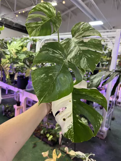 plant/Monstera albo 6”-0-thumbnail
