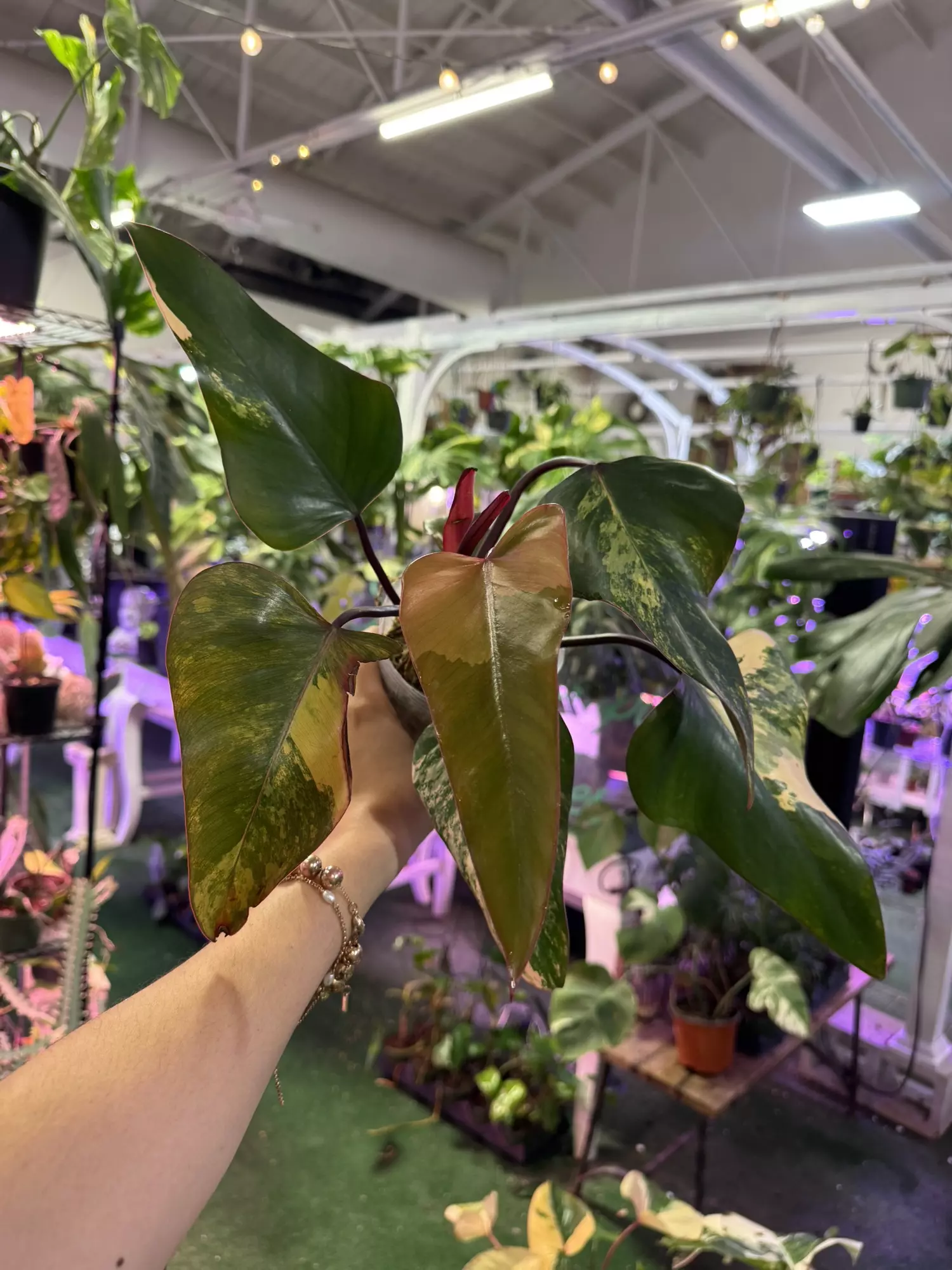 plant/Philodendron strawberry shake 4”-0