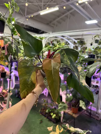 plant/Philodendron strawberry shake 4”-0-thumbnail