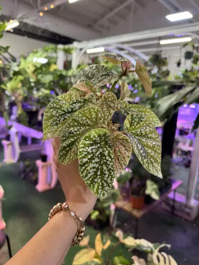 plant/Begonia snowcap variegated 3”-0-thumbnail