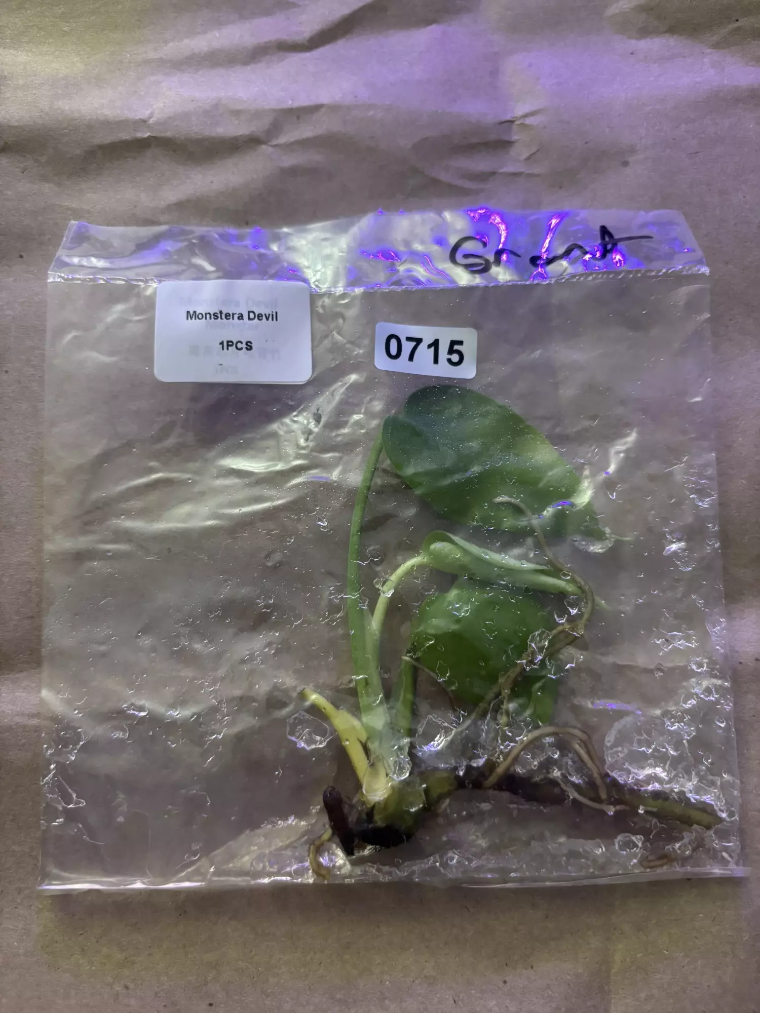 plant/Monstera devil monster-0