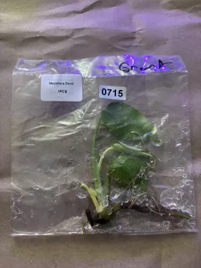 plant/Monstera devil monster-0-thumbnail