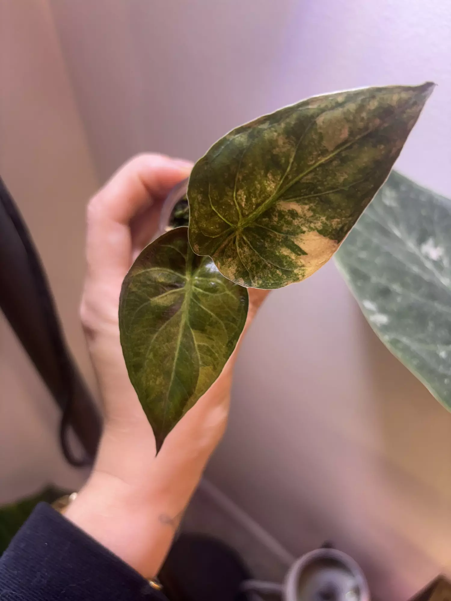 plant/✨Alocasia Wentii Gold/Sunset✨-2