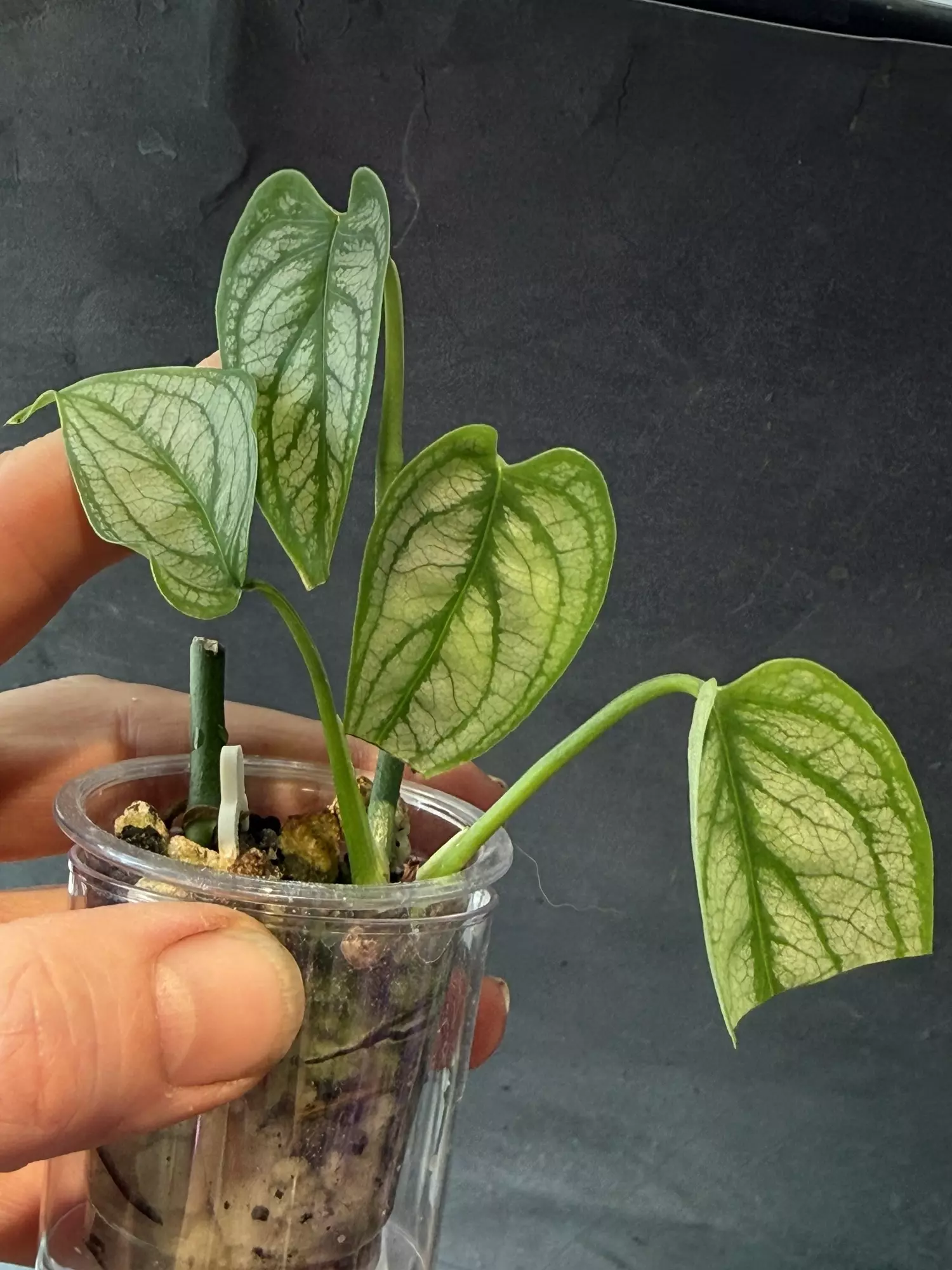 plant/Monstera Siltepecana El Salvador-1