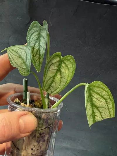 plant/Monstera Siltepecana El Salvador-1-thumbnail