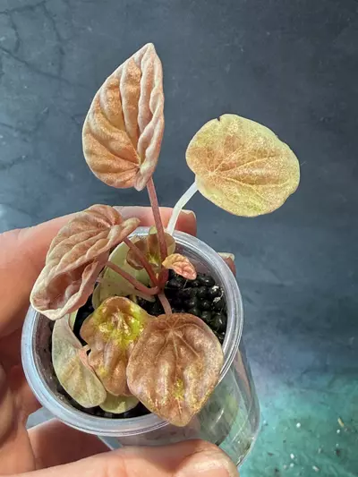 plant/Peperomia Quito-1-thumbnail