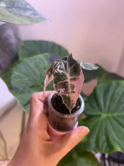 plant/✨Alocasia Pink Polly✨-4-thumbnail