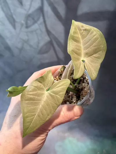 plant/Syngonium pink nude-0-thumbnail