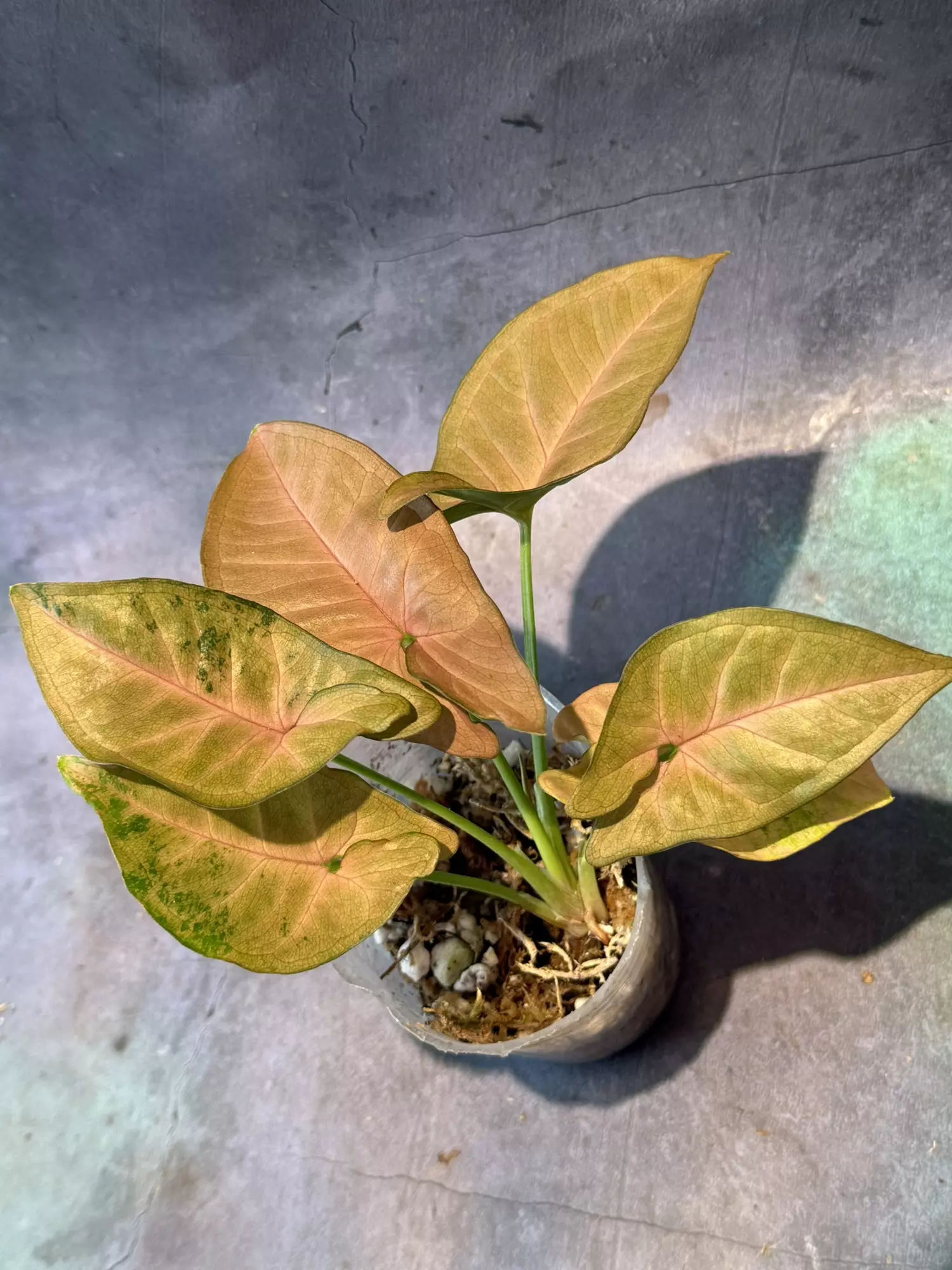 plant/Syngonium pink flecked-0