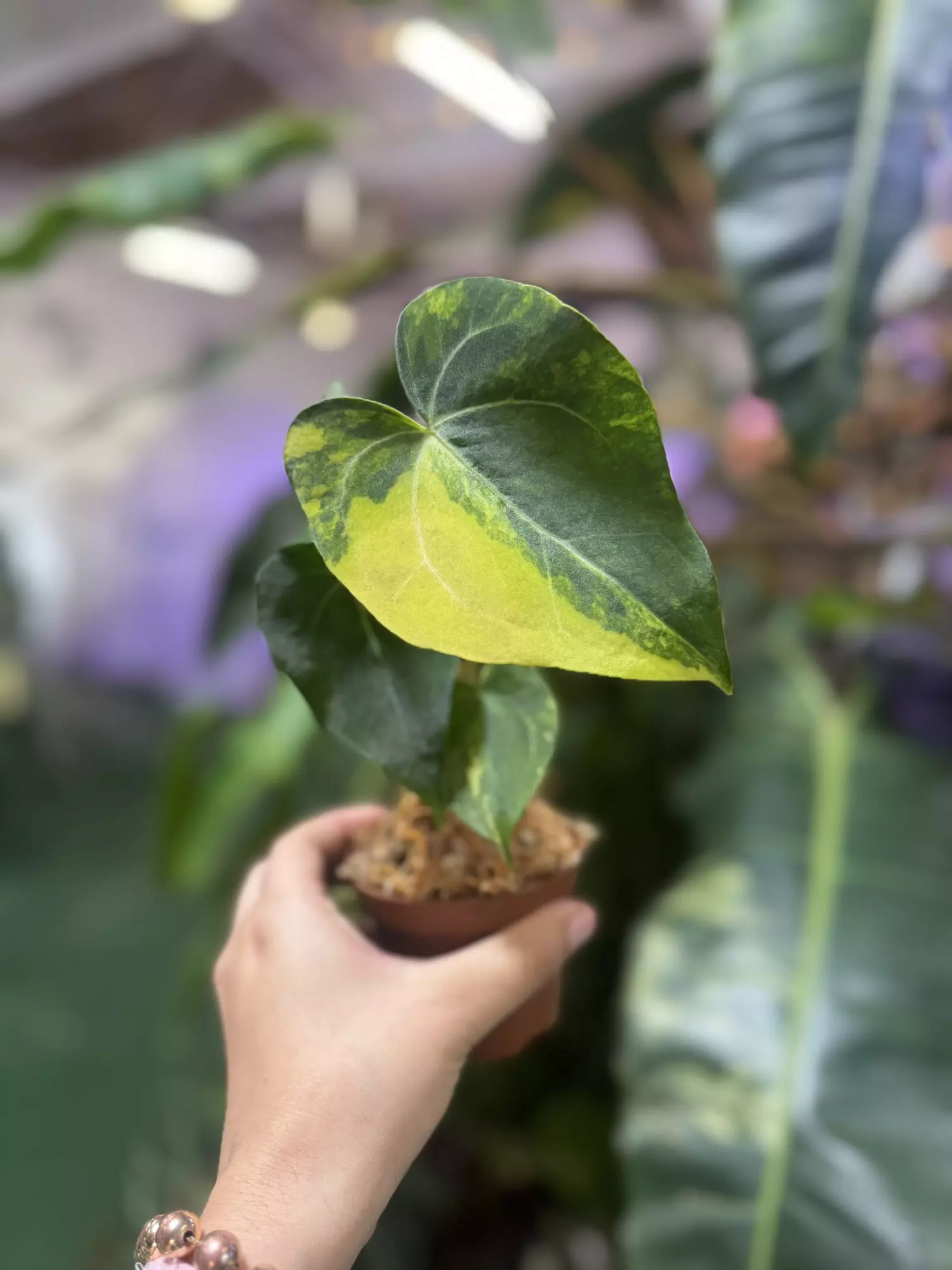 plant/Anthurium clarinervium variegated 4”-0
