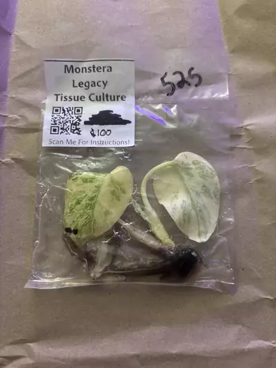 plant/Monstera legacy-0-thumbnail