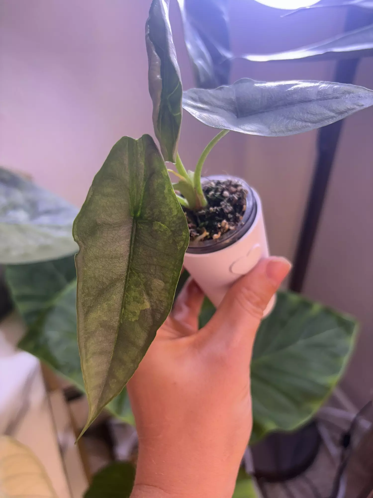 plant/✨Alocasia Dragons Breath Aurea✨-1