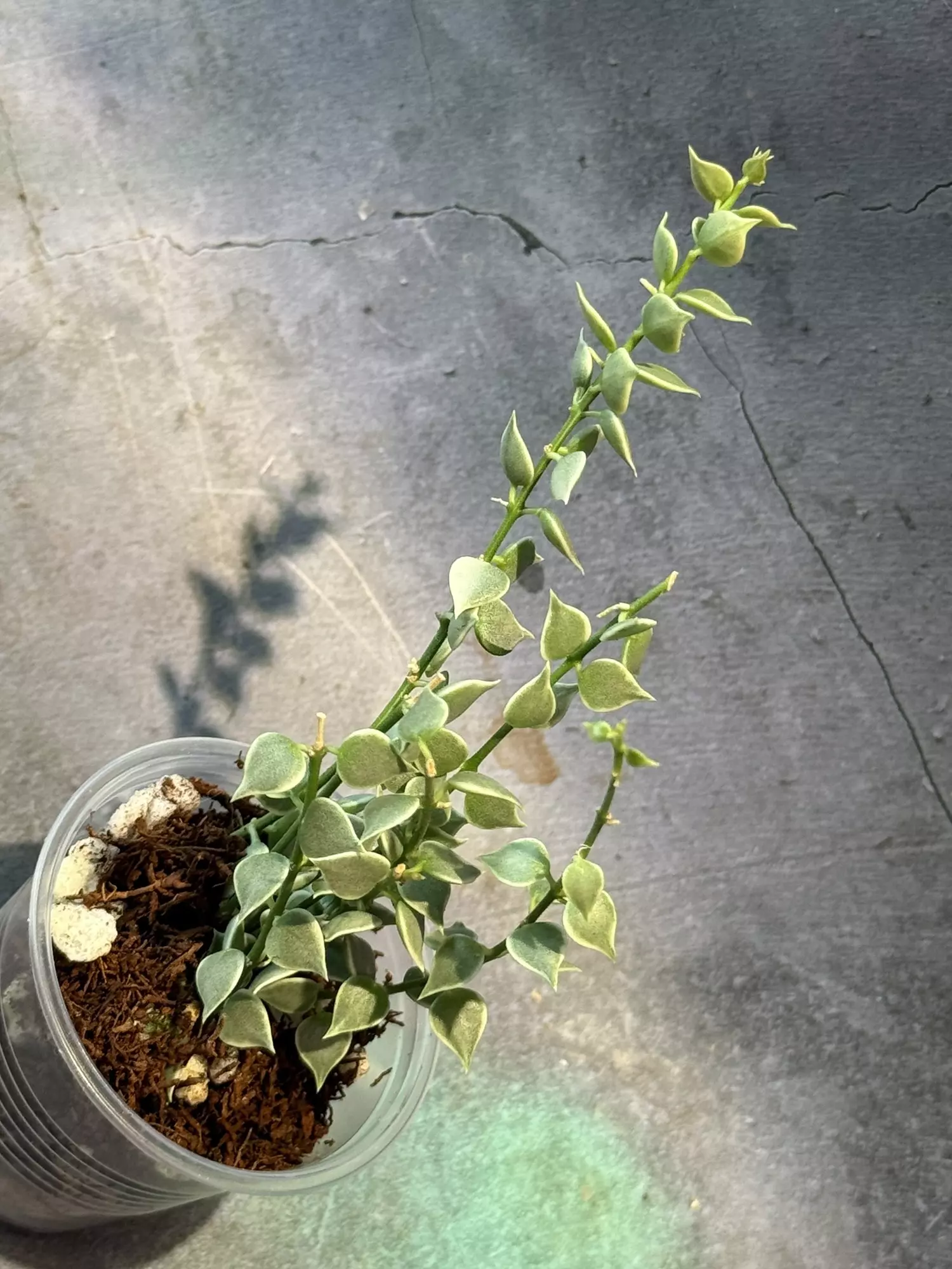 plant/Dischidia variegated ruscifolia-1