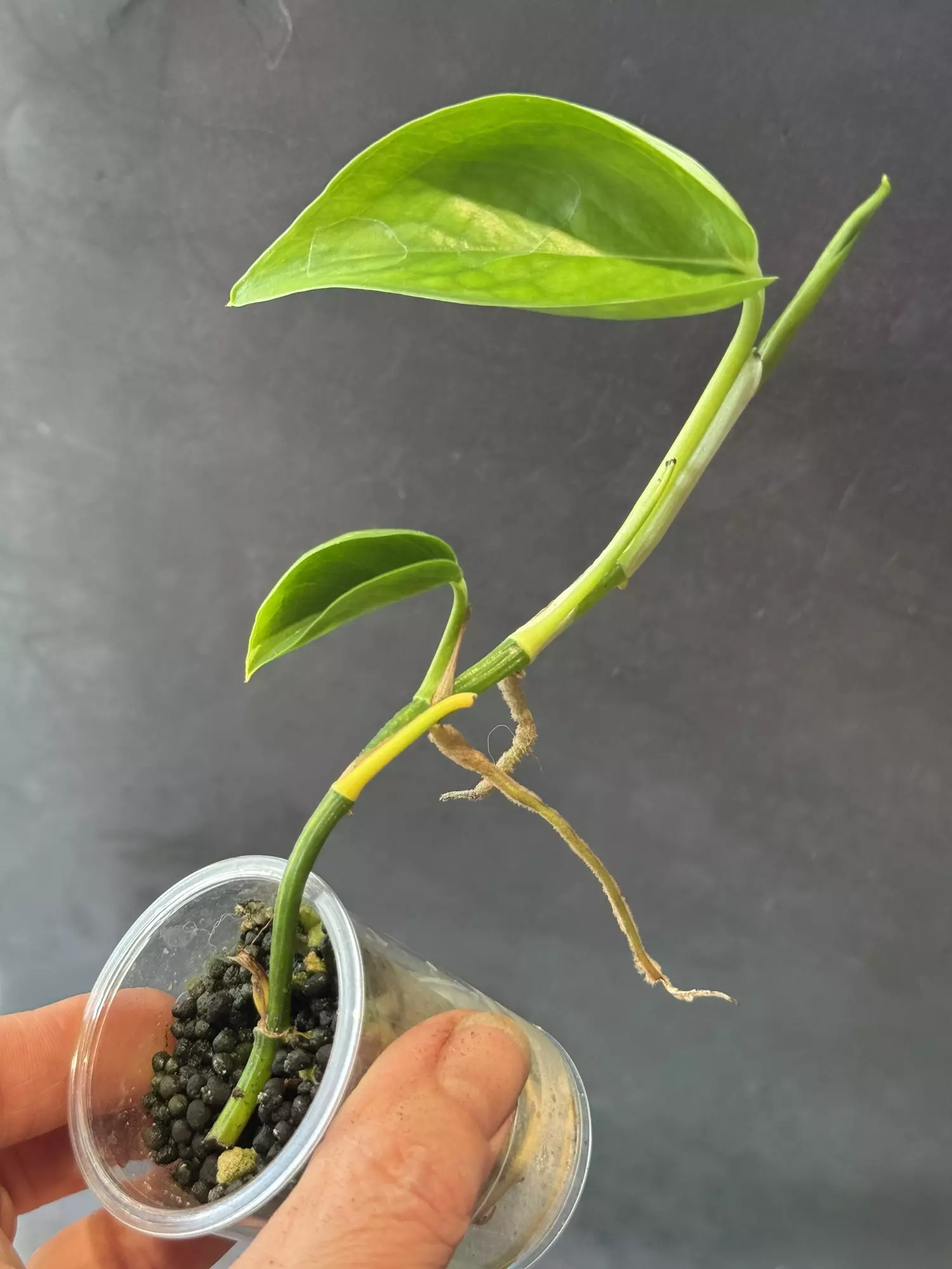 plant/Epipremnum Teruno Jack-0