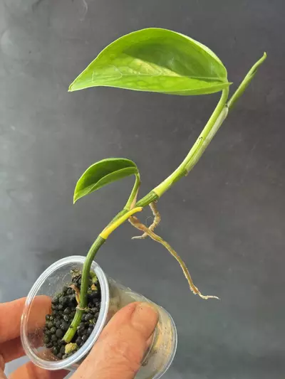 plant/Epipremnum Teruno Jack-0-thumbnail