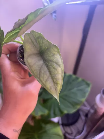 plant/✨Alocasia Dragons Breath Aurea✨-2-thumbnail