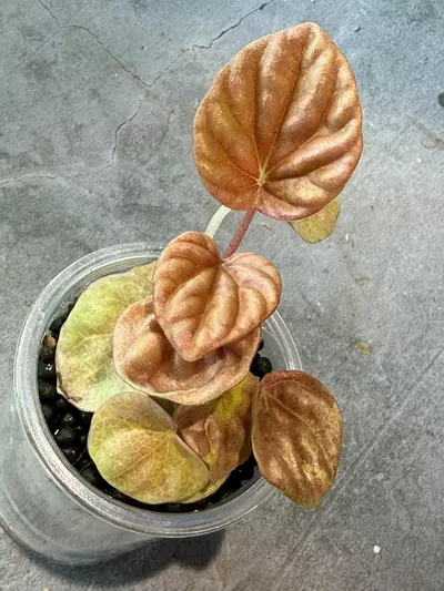 plant/Peperomia Quito-0-thumbnail