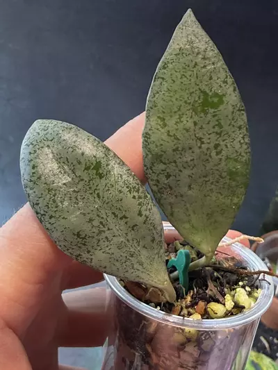plant/Hoya lacunosa moonshine-0-thumbnail