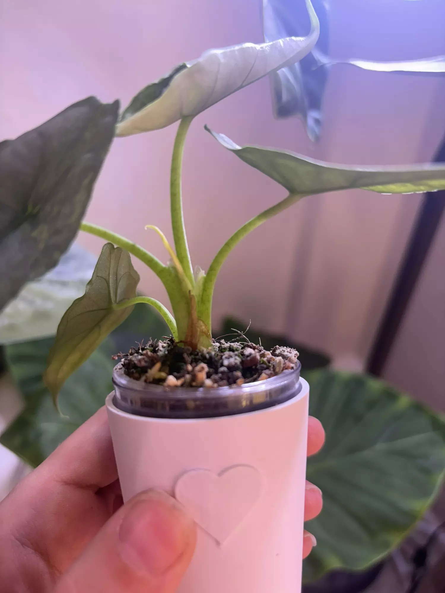 plant/✨Alocasia Dragons Breath Aurea✨-4