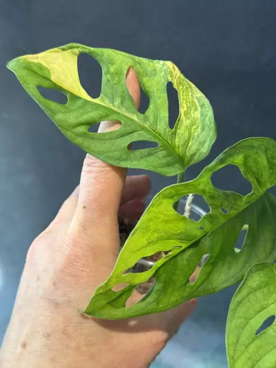 plant/Monstera adansonii Aurea-2-thumbnail