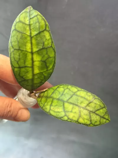 plant/Hoya sp kalteng kalimantan unrooted cutting-0-thumbnail