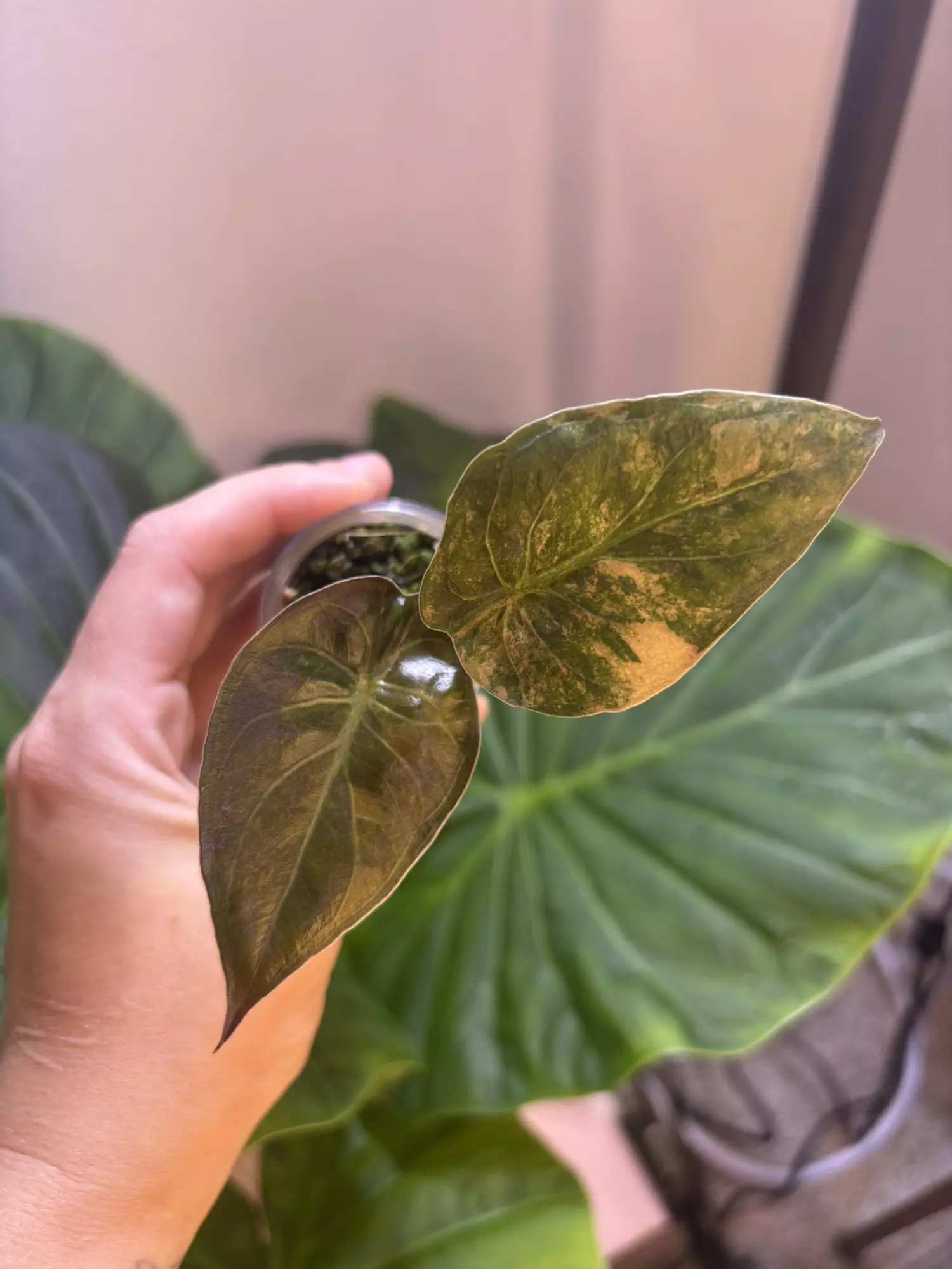 plant/✨Alocasia Wentii Gold/Sunset✨-1