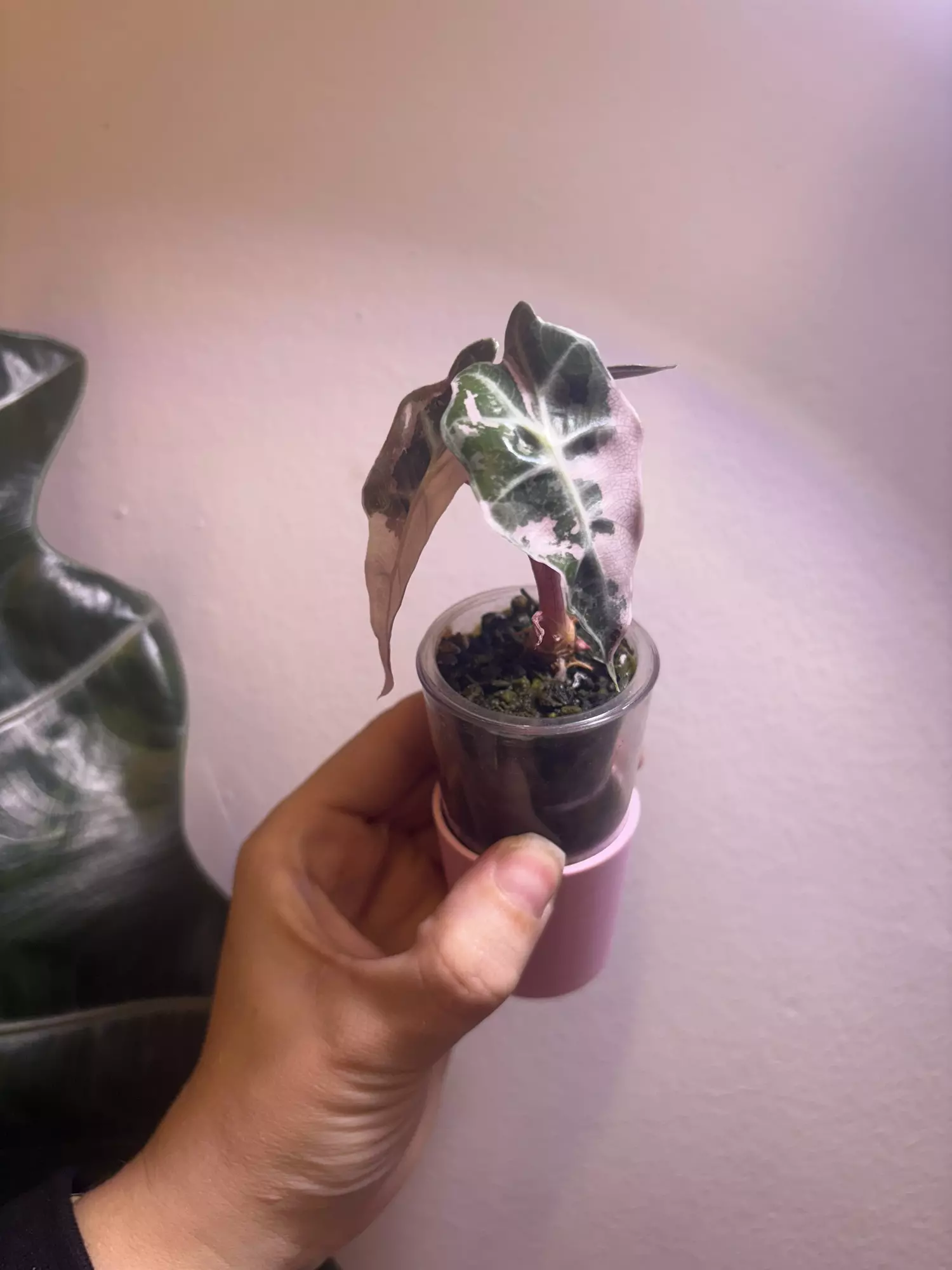 plant/✨Alocasia Pink Polly✨-1