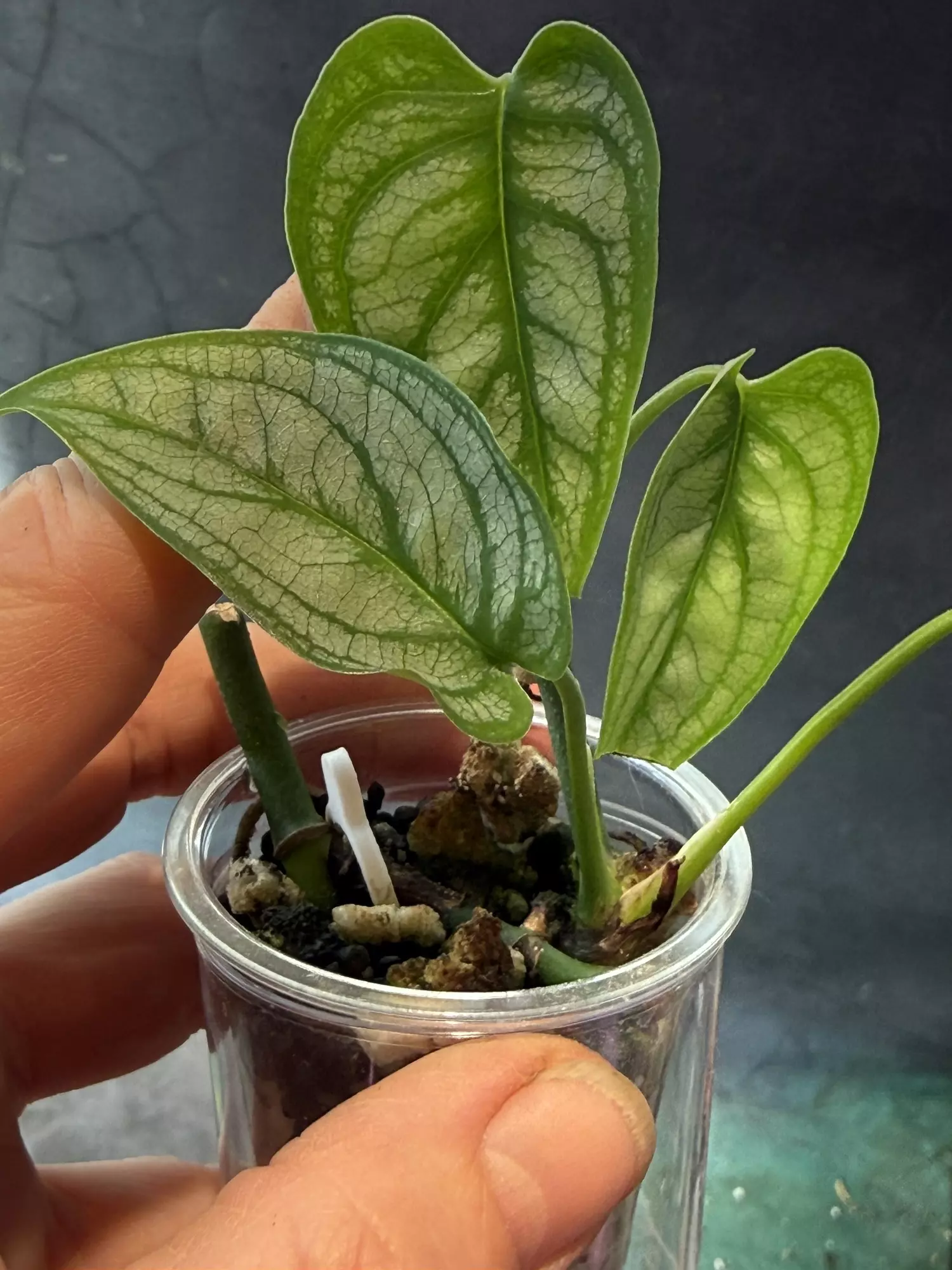 plant/Monstera Siltepecana El Salvador-0