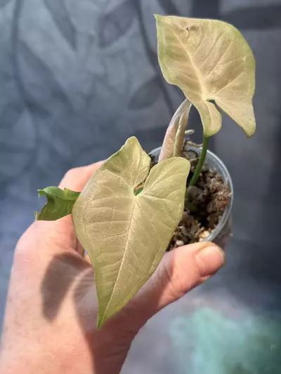 plant/Syngonium pink nude-2-thumbnail