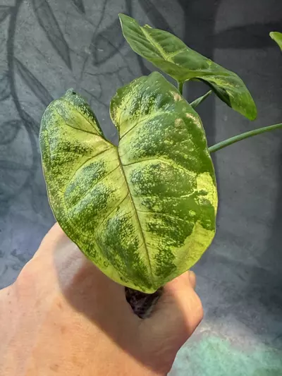 plant/Syngonium mango mutation-1-thumbnail