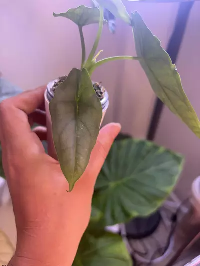 plant/✨Alocasia Dragons Breath Aurea✨-3-thumbnail