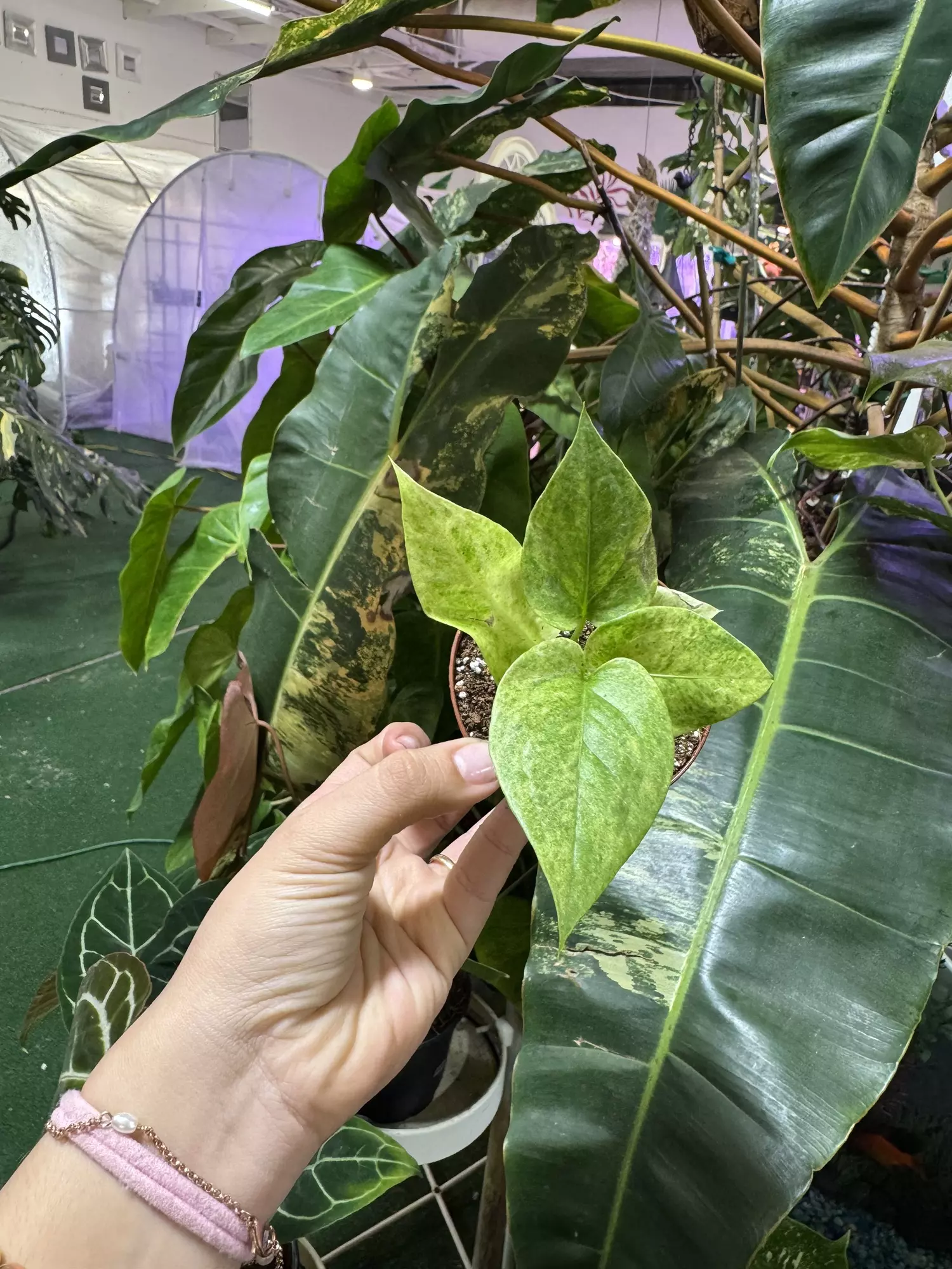 plant/Anthurium birdnest 4”-0