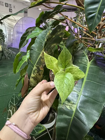 plant/Anthurium birdnest 4”-0-thumbnail