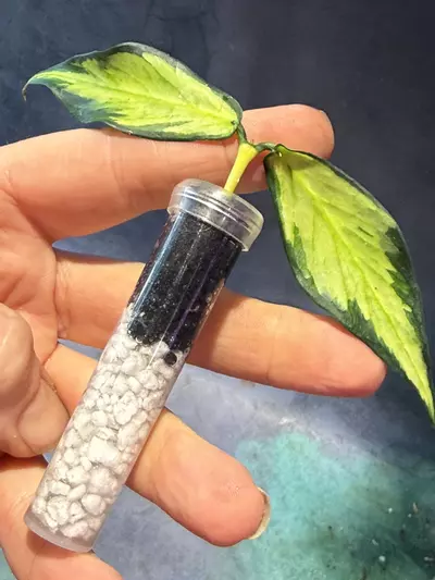 plant/Hoya inner variegated polyneura unrooted cut-0-thumbnail