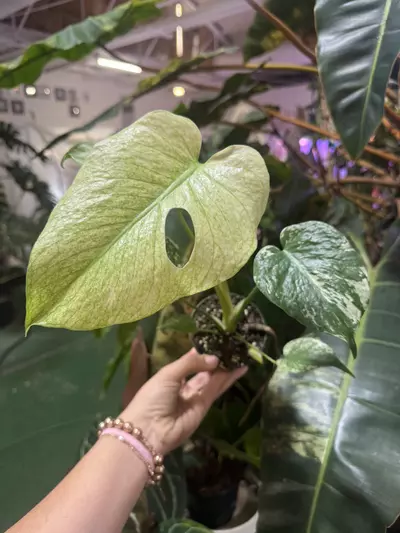 plant/Monstera white monster high color 4”-0-thumbnail