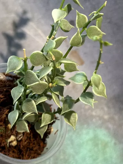 plant/Dischidia variegated ruscifolia-0-thumbnail