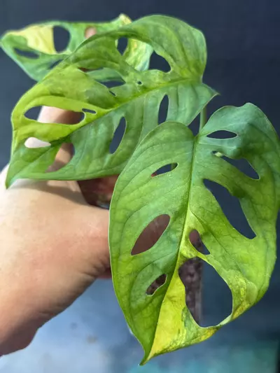 plant/Monstera adansonii Aurea-1-thumbnail