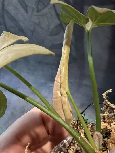 plant/Syngonium pink nude-1-thumbnail