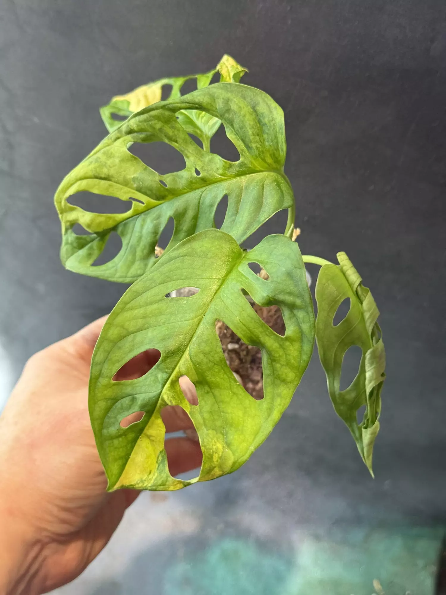 plant/Monstera adansonii Aurea-3