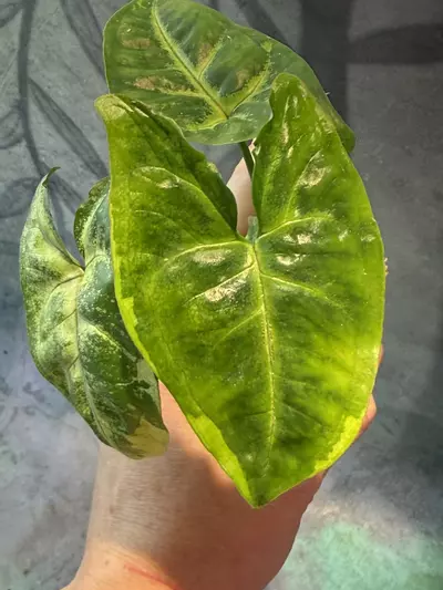 plant/Syngonium mango mutation-2-thumbnail