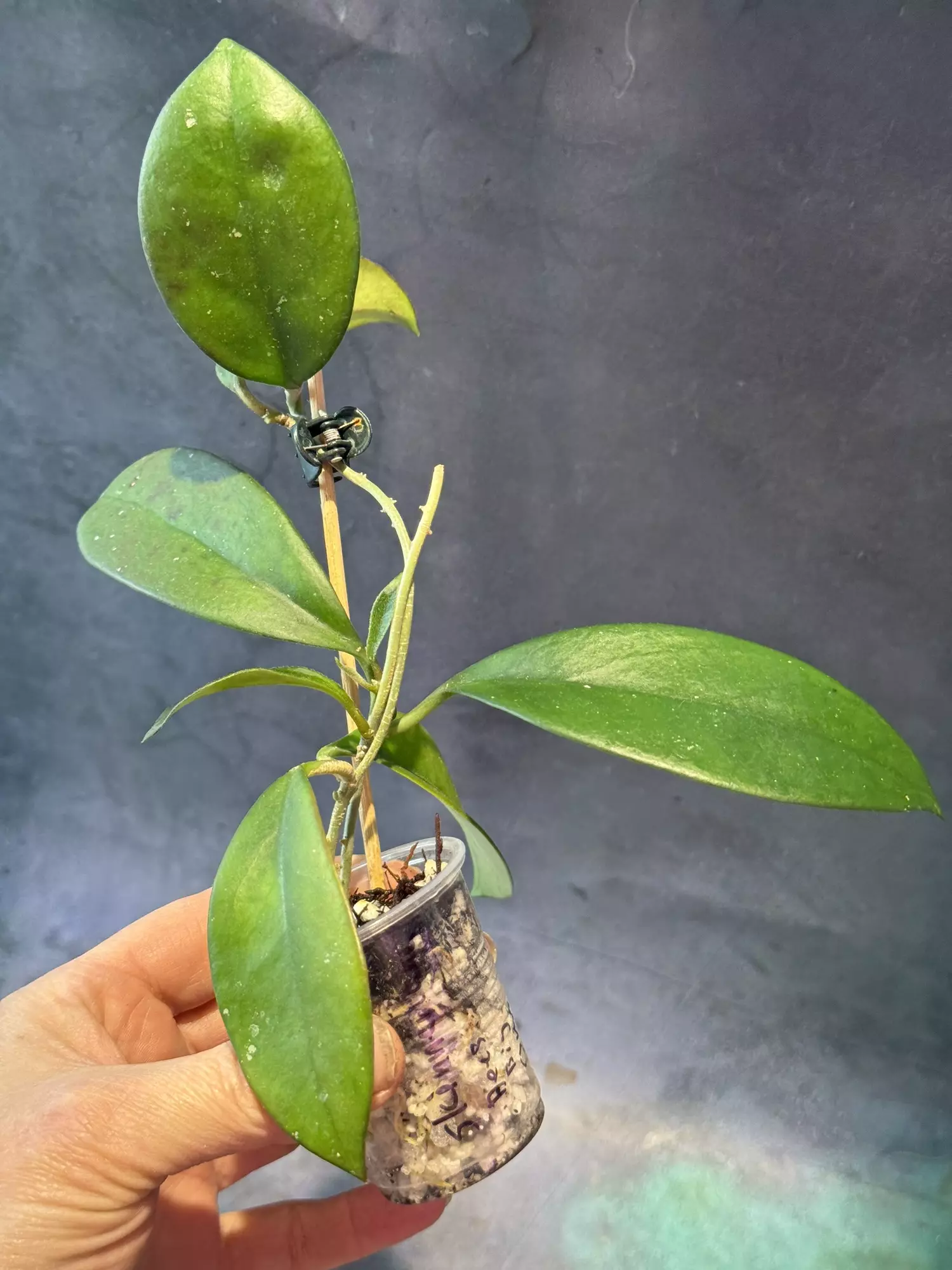 plant/Hoya skinneriana “Dees big one”-0