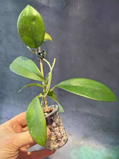 plant/Hoya skinneriana “Dees big one”-0-thumbnail