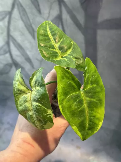 plant/Syngonium mango mutation-3-thumbnail