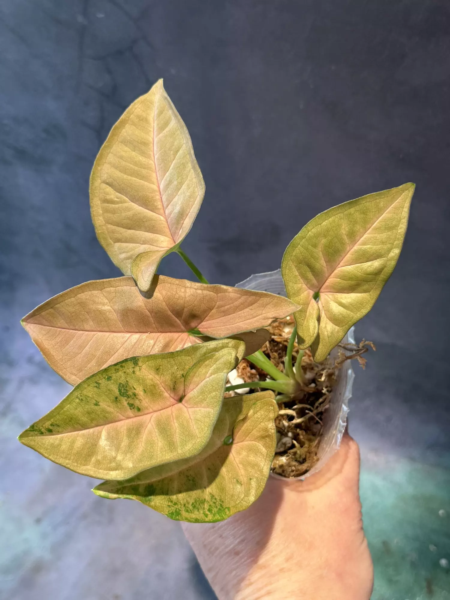 plant/Syngonium pink flecked-1