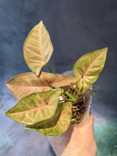 plant/Syngonium pink flecked-1-thumbnail