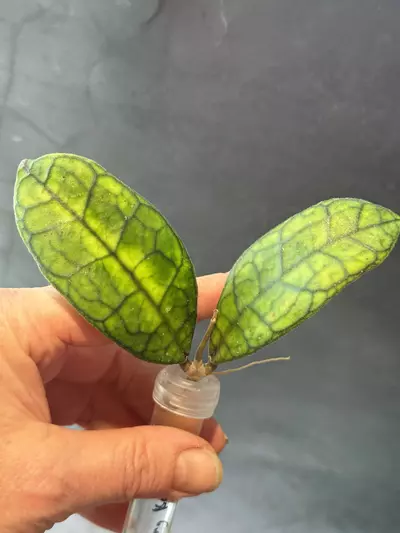 plant/Hoya sp kalteng kalimantan unrooted cutting-1-thumbnail